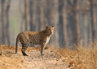 Mysore Coorg Kabini Wayanad: 7D