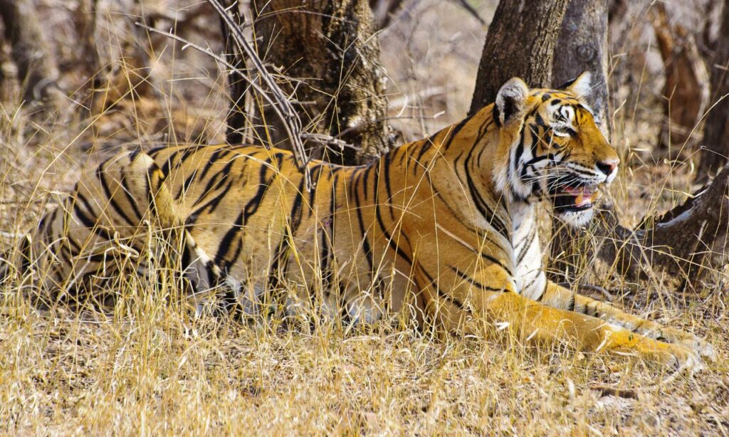 coorg kabini bandipur packages