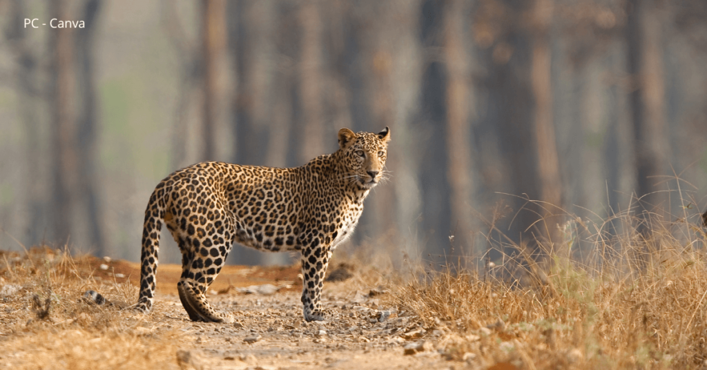 sighting leopard coorg kabini bandipur tour coorg kabini bandipur tour