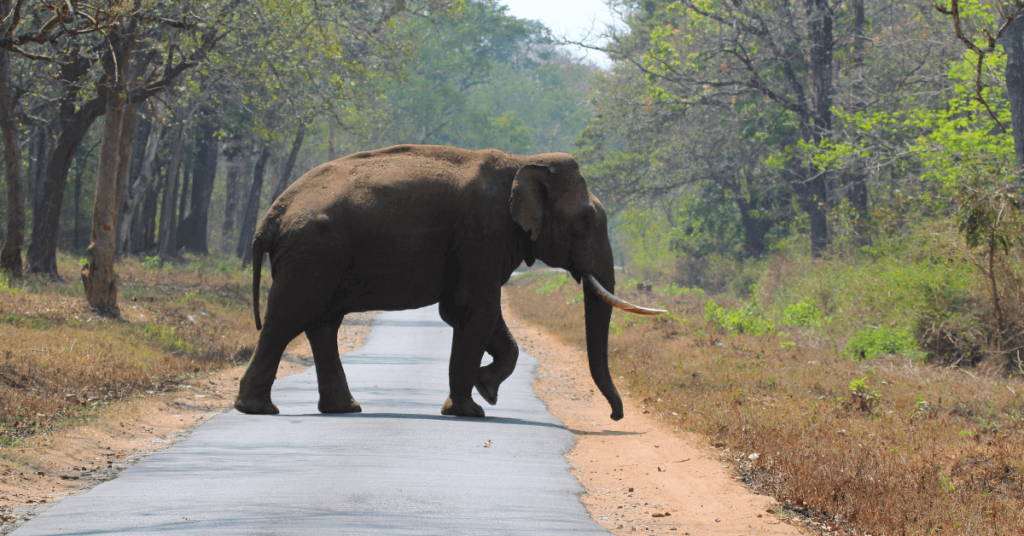 Coorg Kabini Packages