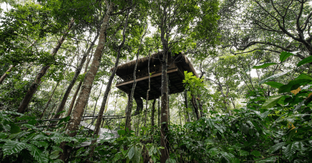 chennai to wayanad tour packages