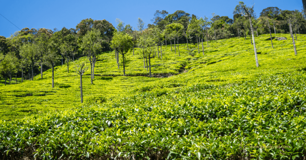ooty tour package from coimbatore