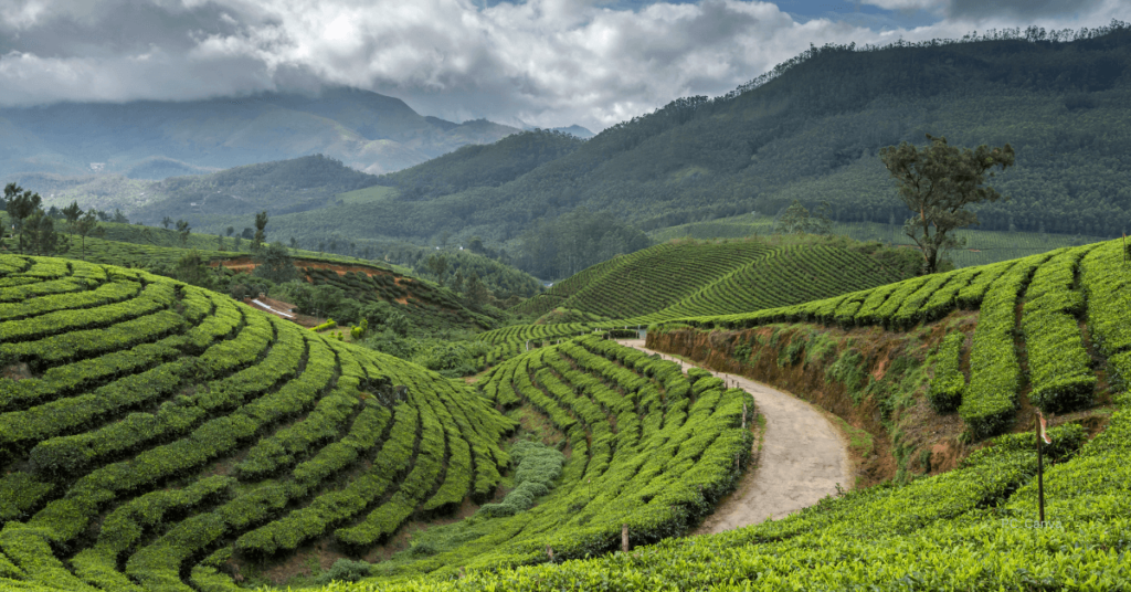 Munnar Thekkady Tour Packages